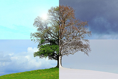 Picture of a tree split into four sections depicting the tree during each season. Tree companies in Smithville take care of trees throughout the entire year.