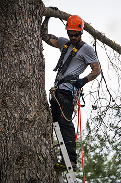 Tree companies in Smithville expert at work in a tree wearing hard hat and harness and ropes